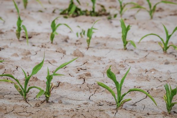 Crop Insurance 101: How different crop insurance policies protect farmers