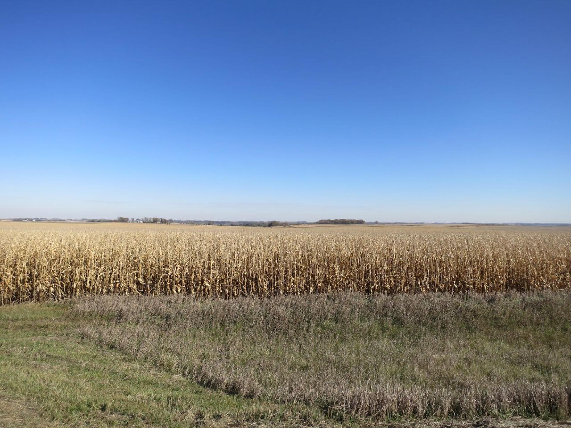 79 Acres O'Brien County Grant Township Midwest Land Management