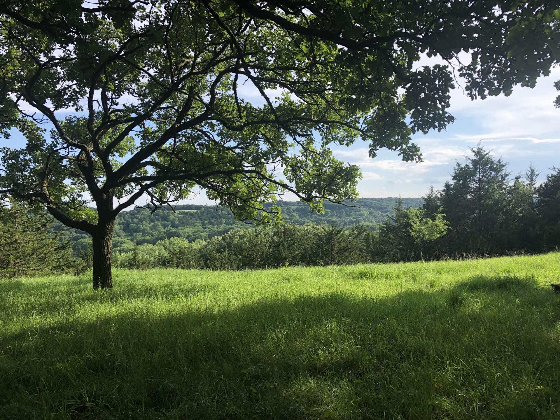 60 Acres Timber O'Brien County Waterman Township Midwest Land