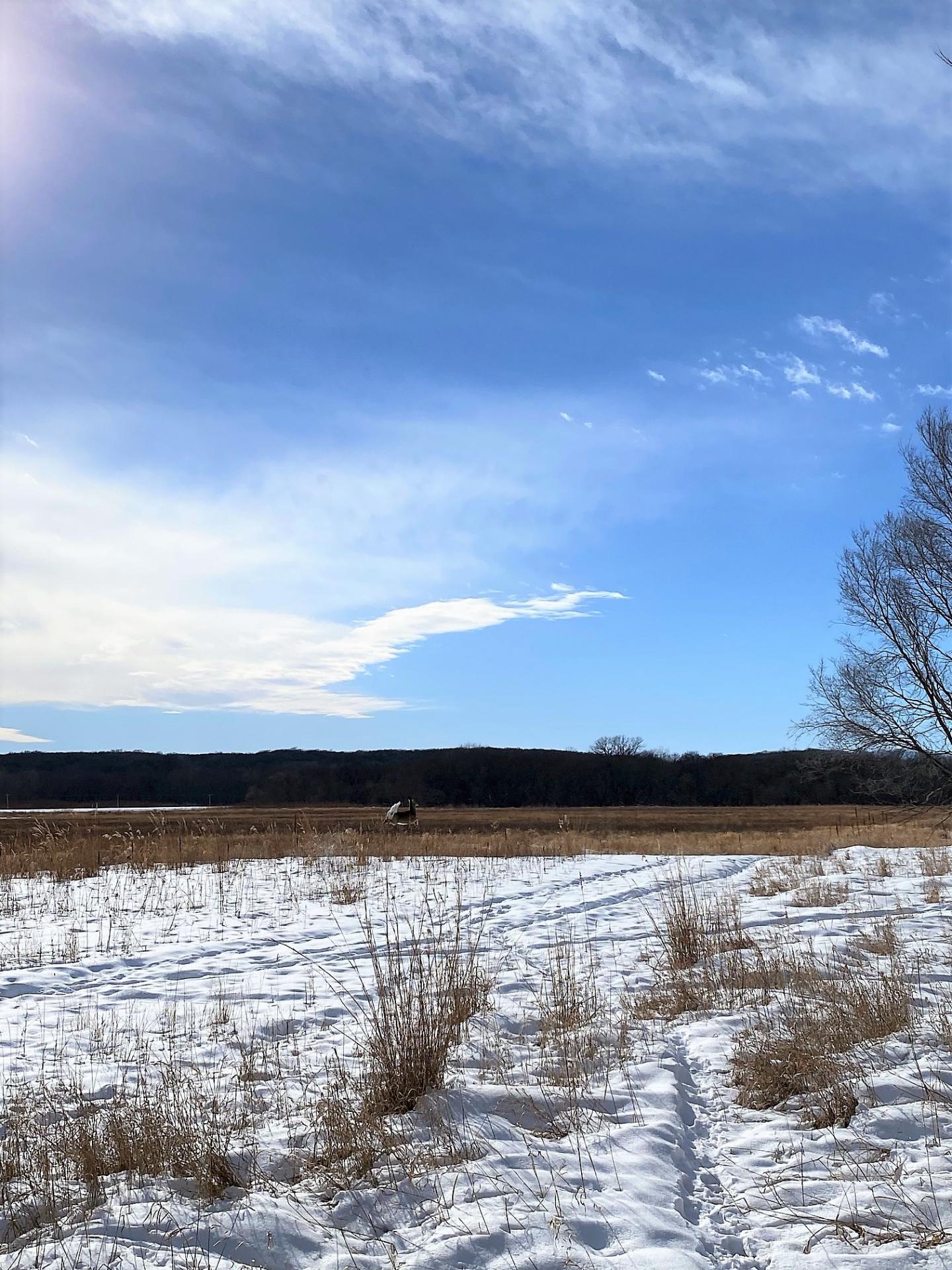 130 Acres m/l WRP Land Clay County Herdland Township Midwest Land