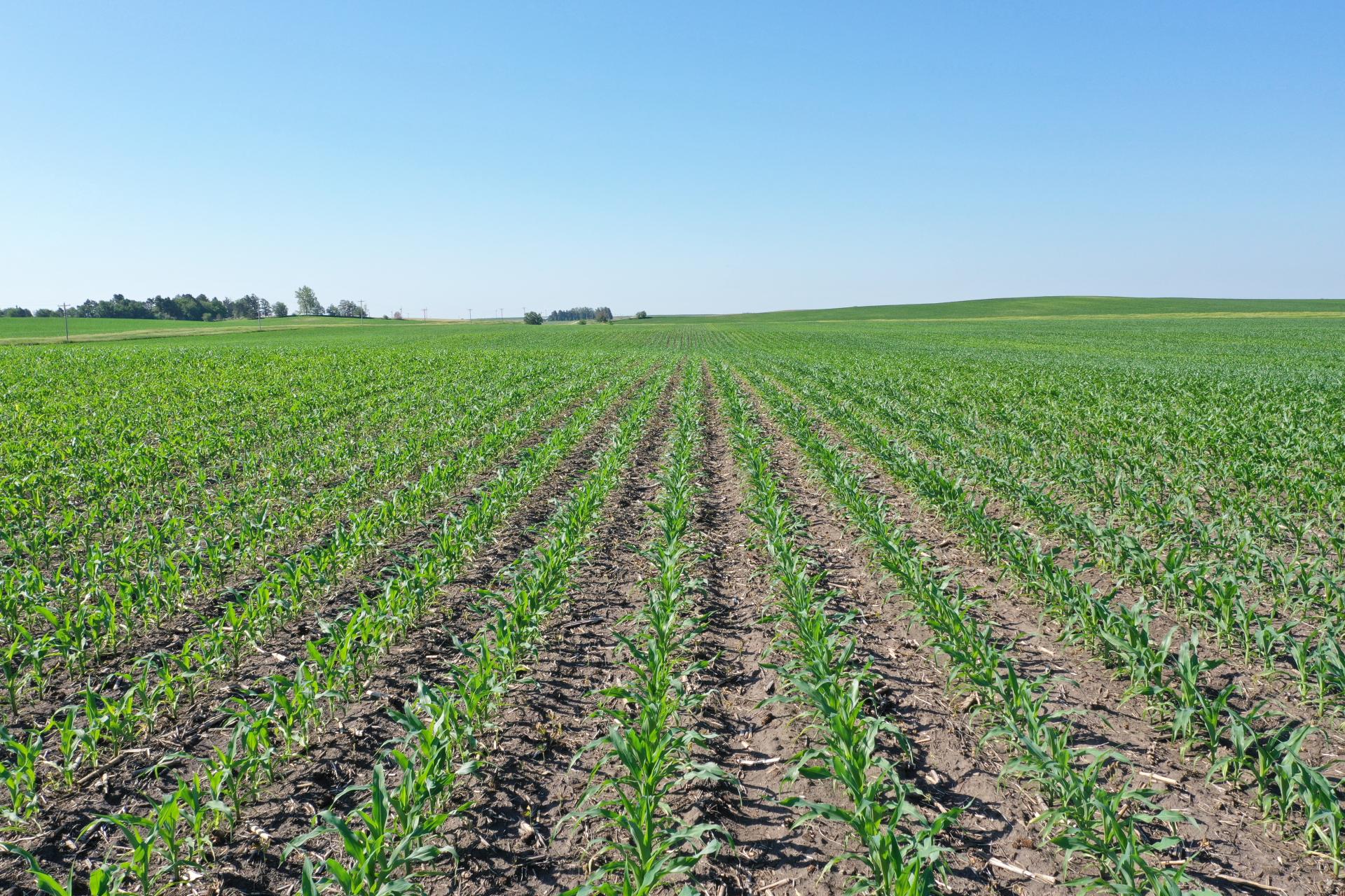 151 Acres m/l Pocahontas County Dover Township Midwest Land