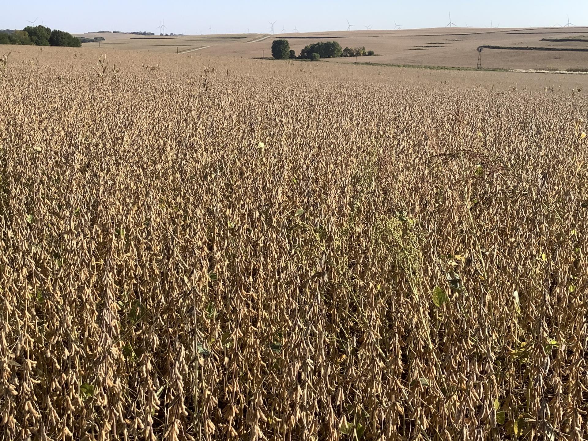 113.02 Surveyed Acres Ida County Battle Township Midwest Land