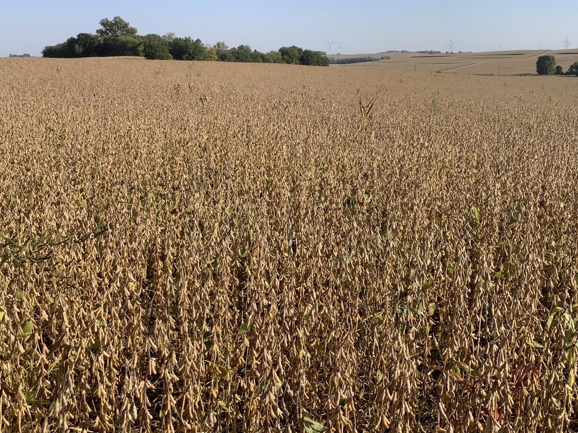 113.02 Surveyed Acres Ida County Battle Township Midwest Land