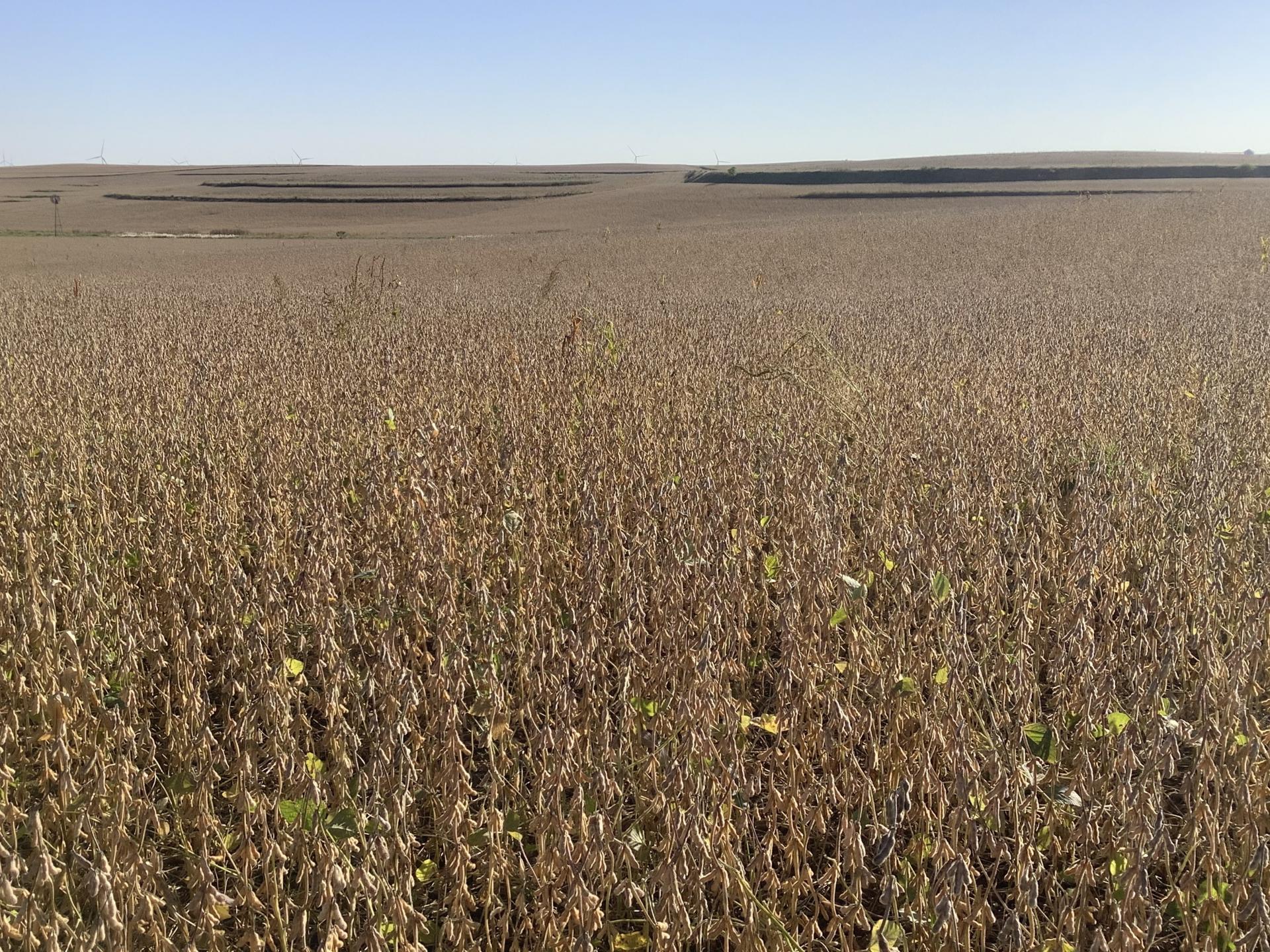 113.02 Surveyed Acres Ida County Battle Township Midwest Land