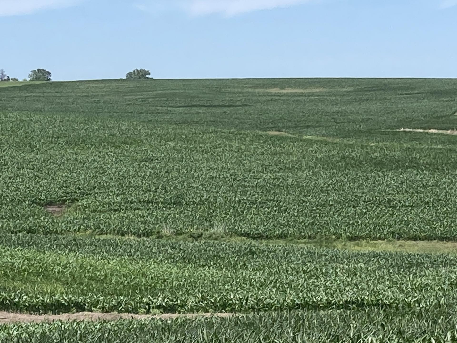 507 Acres m/l Taylor County Washington Township Midwest Land