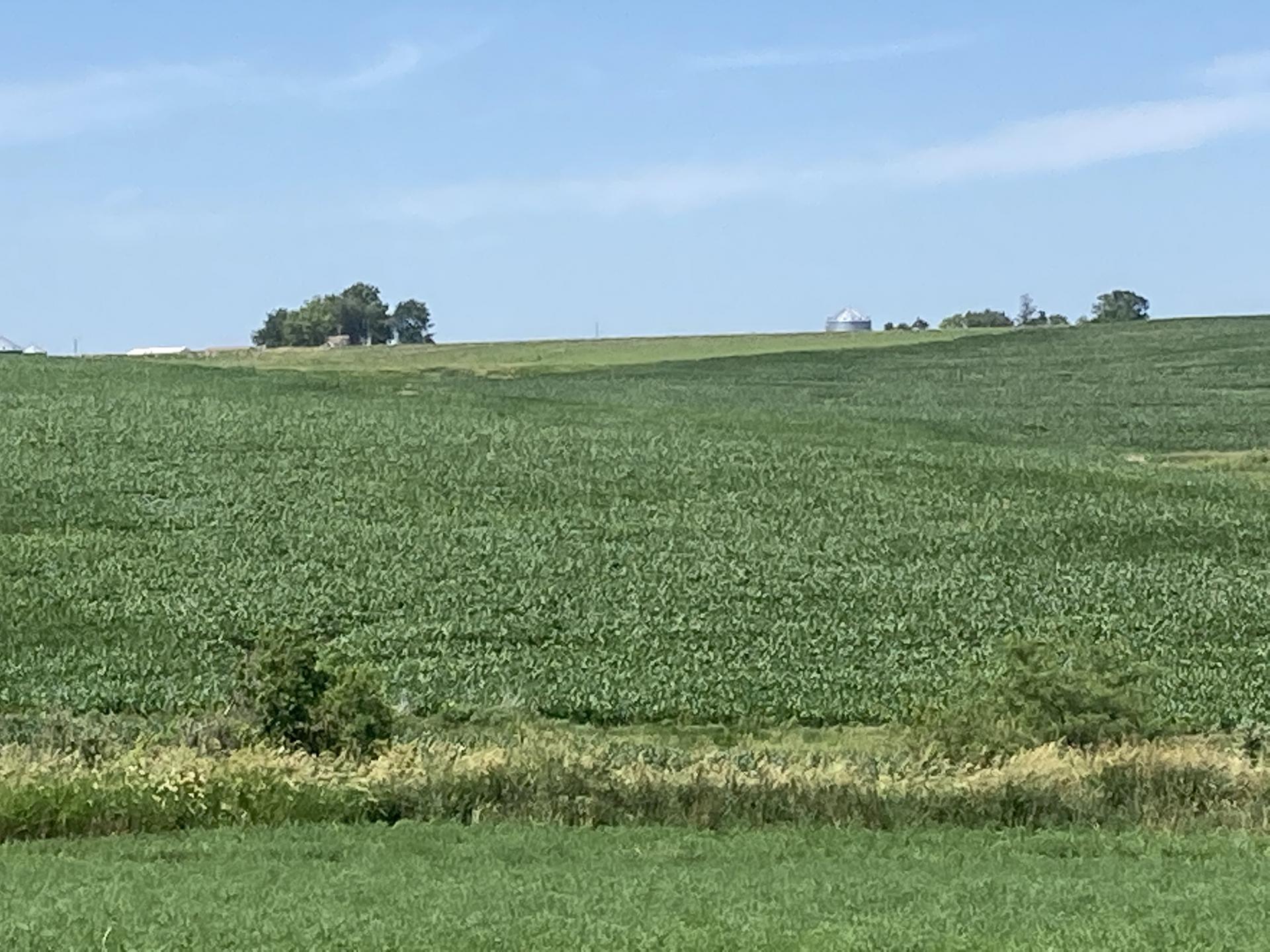 507 Acres m/l Taylor County Washington Township Midwest Land Management & Real Estate Farm