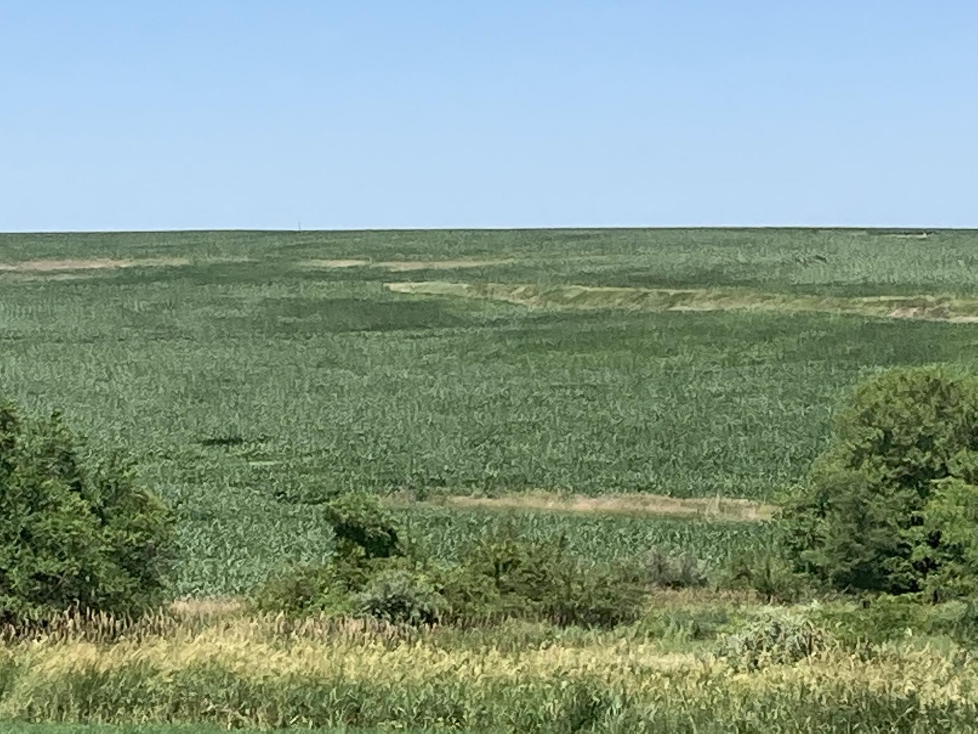 507 Acres m/l Taylor County Washington Township Midwest Land Management & Real Estate Farm