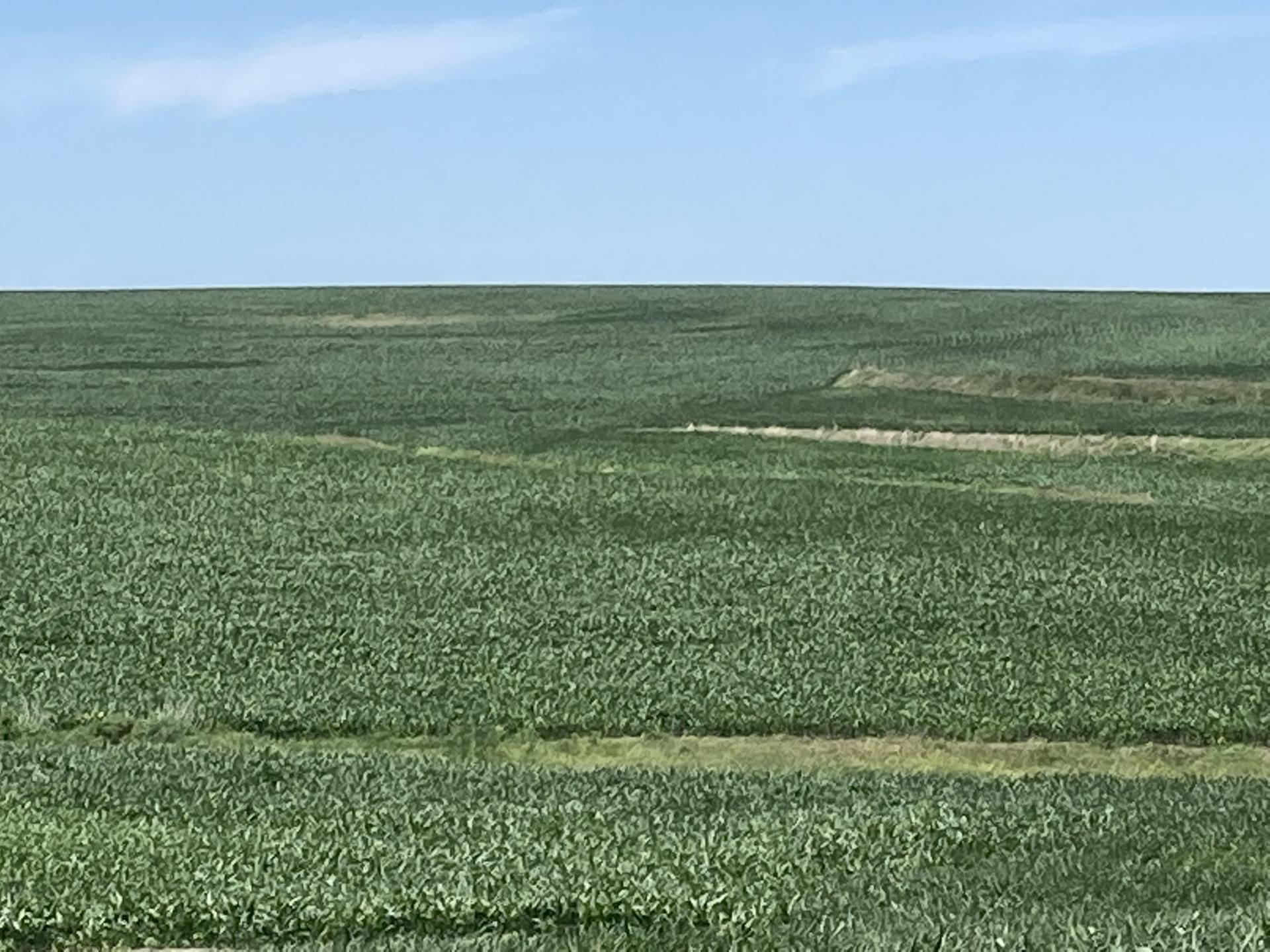 507 Acres m/l Taylor County Washington Township Midwest Land