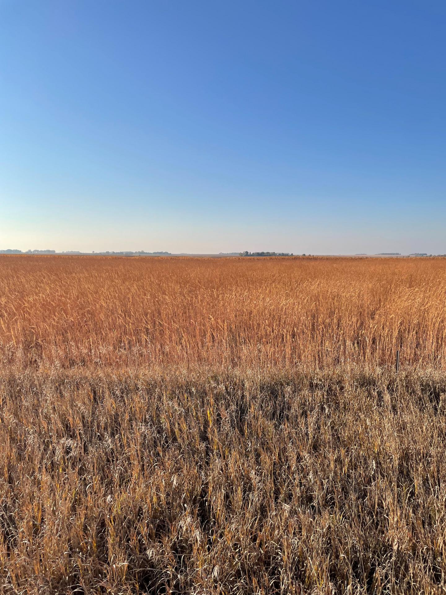 80 Acres m/l Dickinson County Okoboji Township Midwest Land