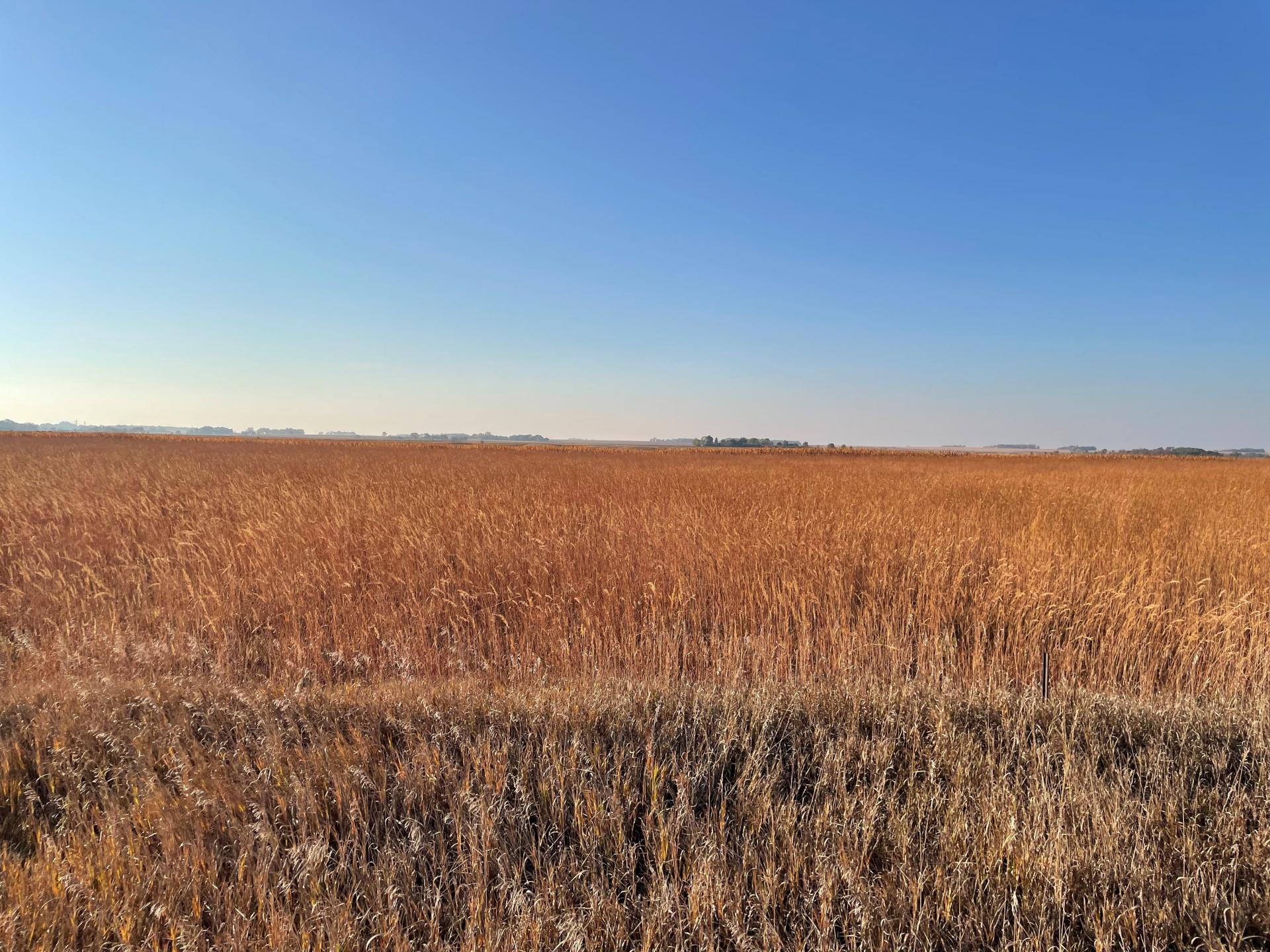 80 Acres m/l Dickinson County Okoboji Township Midwest Land