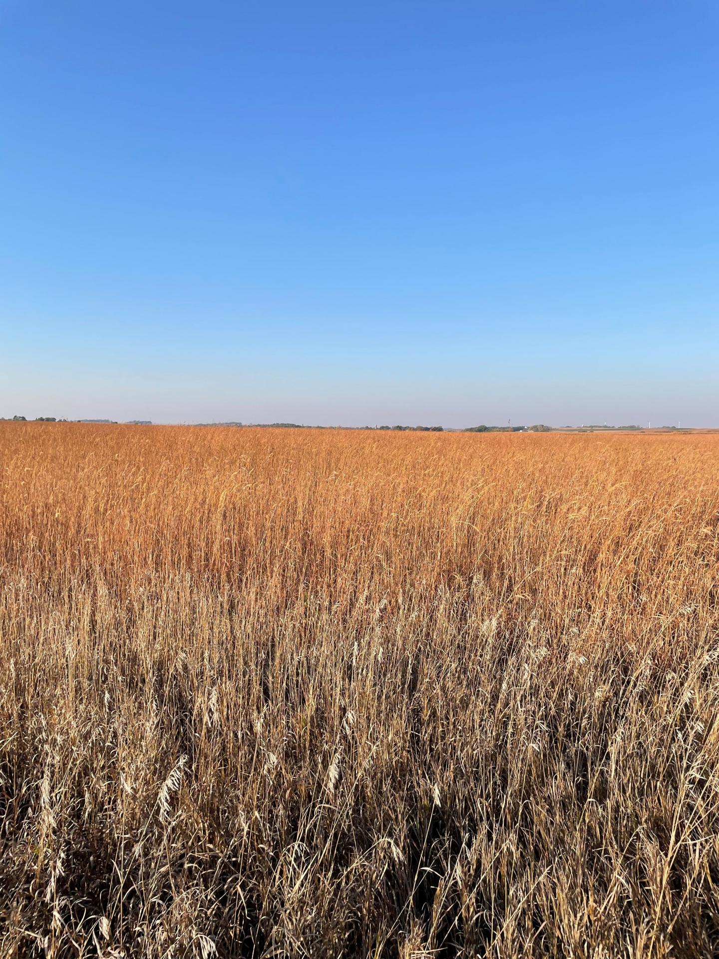 80 Acres m/l Dickinson County Okoboji Township Midwest Land