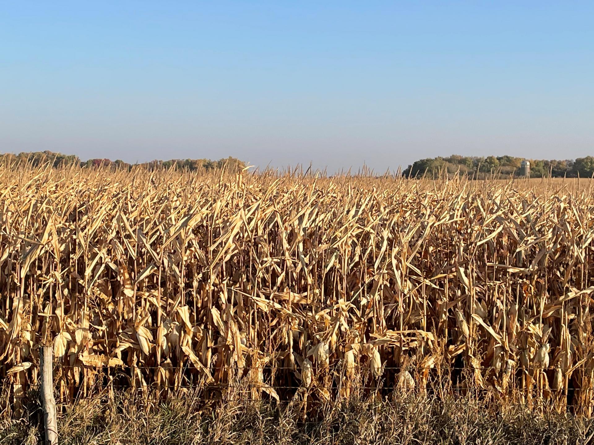 75.7 Acres m/l Dickinson County Milford Township Midwest Land Management & Real Estate Farm