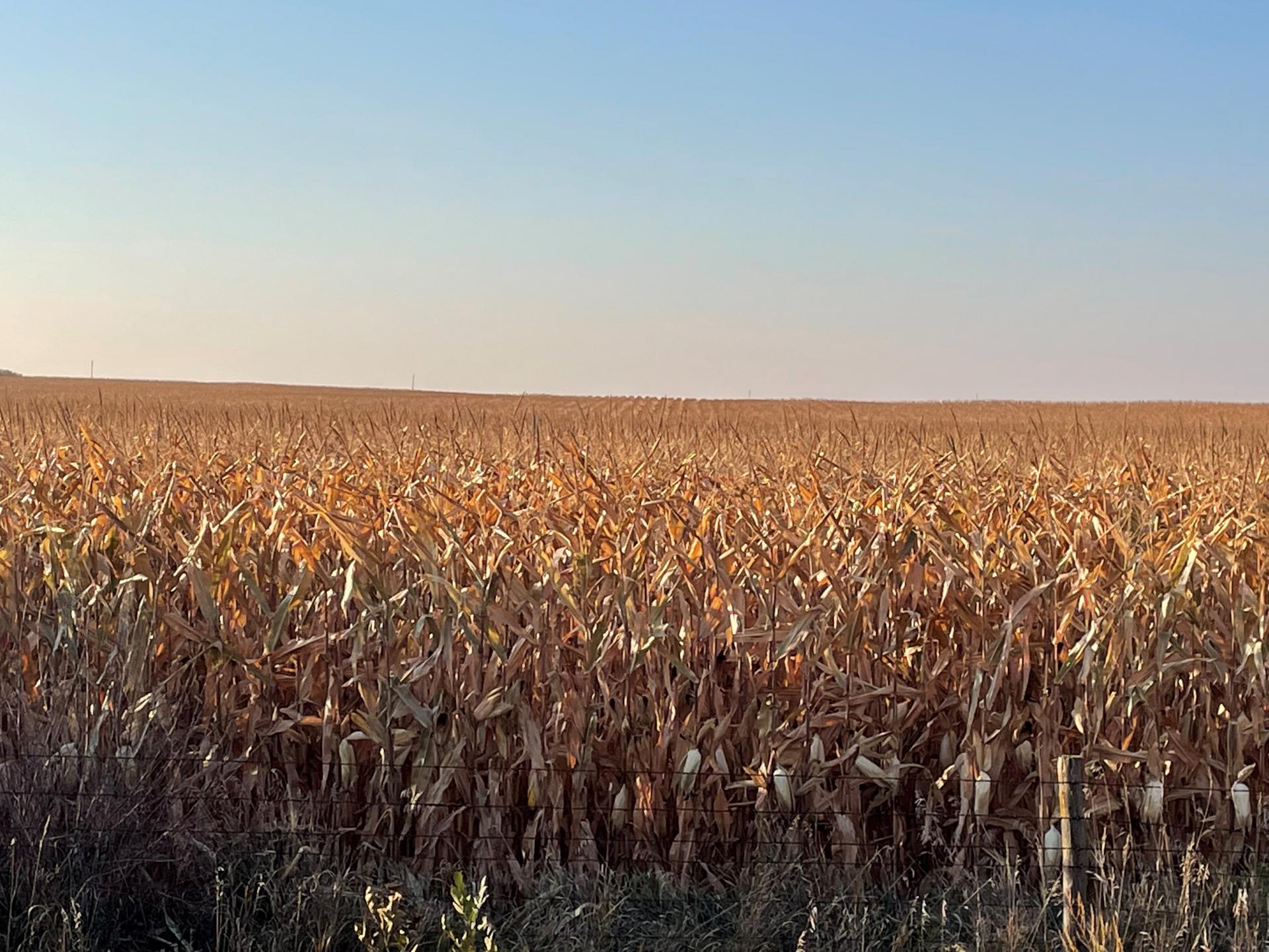 75.7 Acres m/l Dickinson County Milford Township Midwest Land