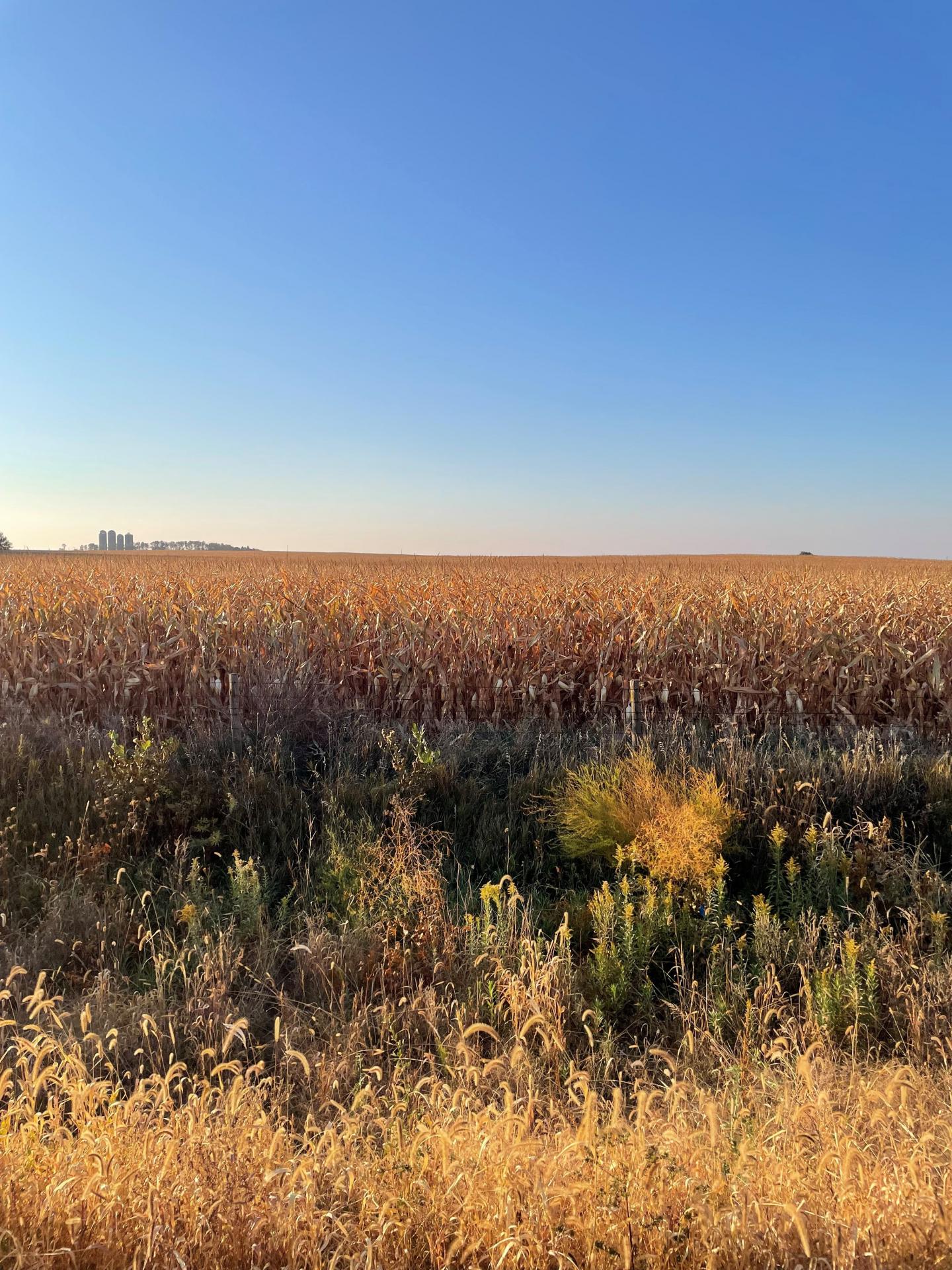 75.7 Acres m/l Dickinson County Milford Township Midwest Land