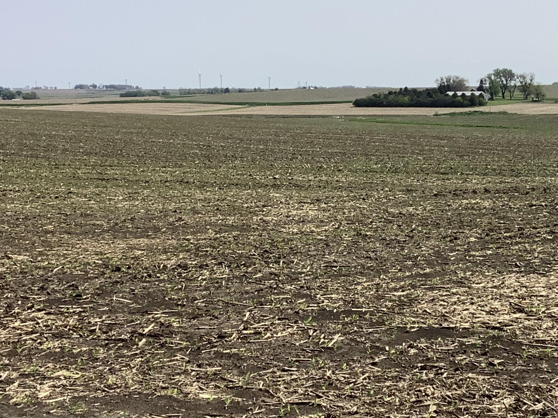 120 Acres m/l Sac County Eureka Township Midwest Land Management