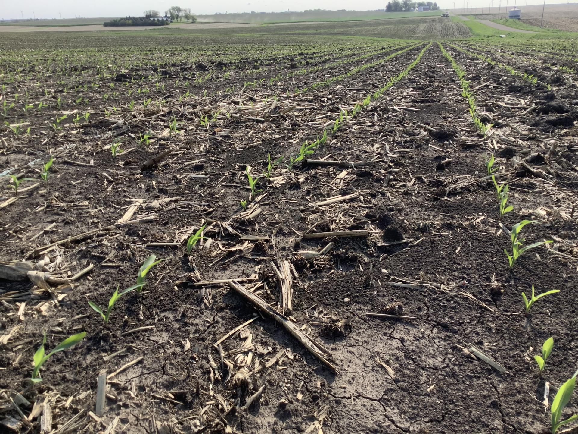 120 Acres m/l Sac County Eureka Township Midwest Land Management