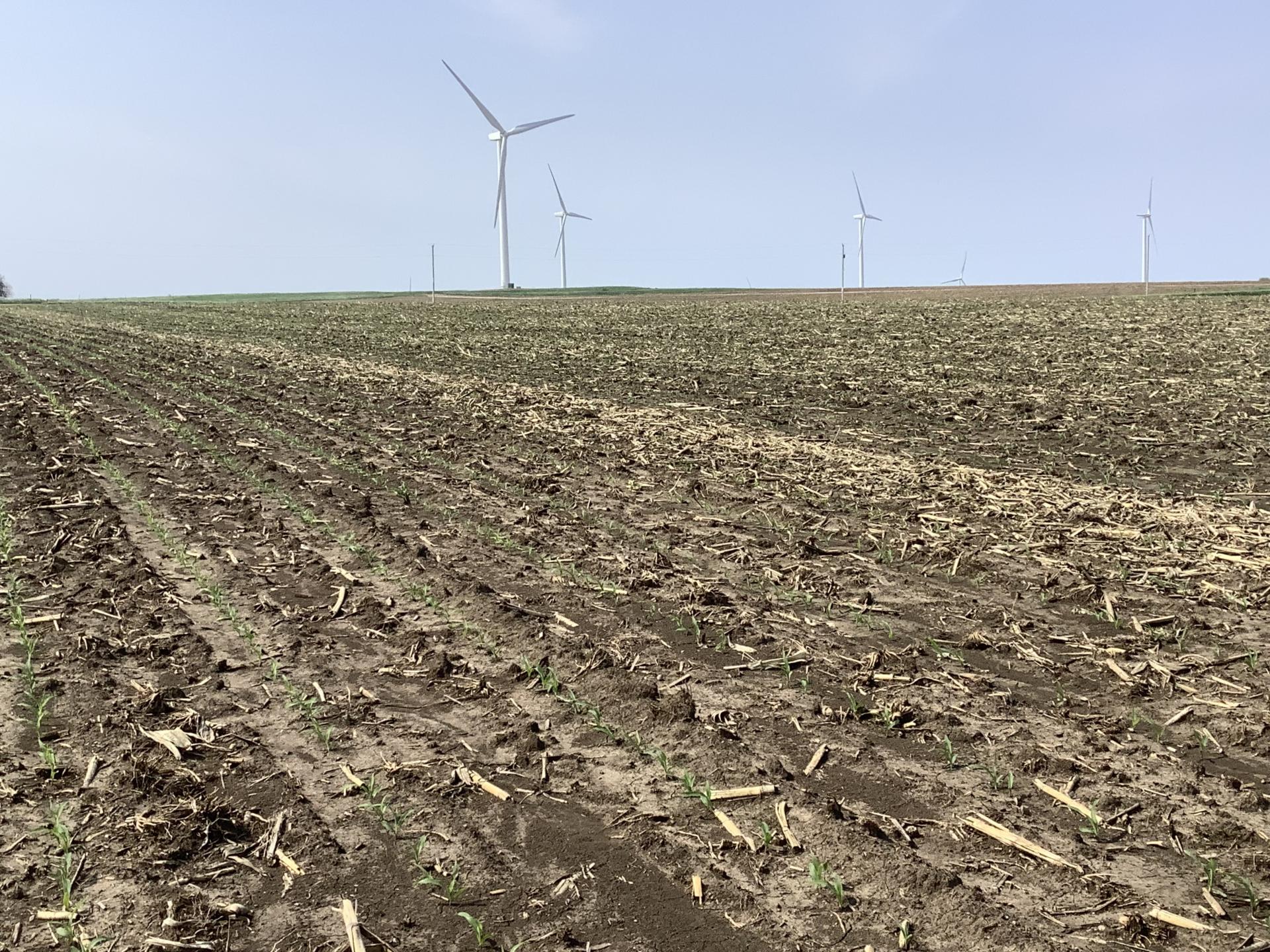 120 Acres m/l Sac County Eureka Township Midwest Land Management