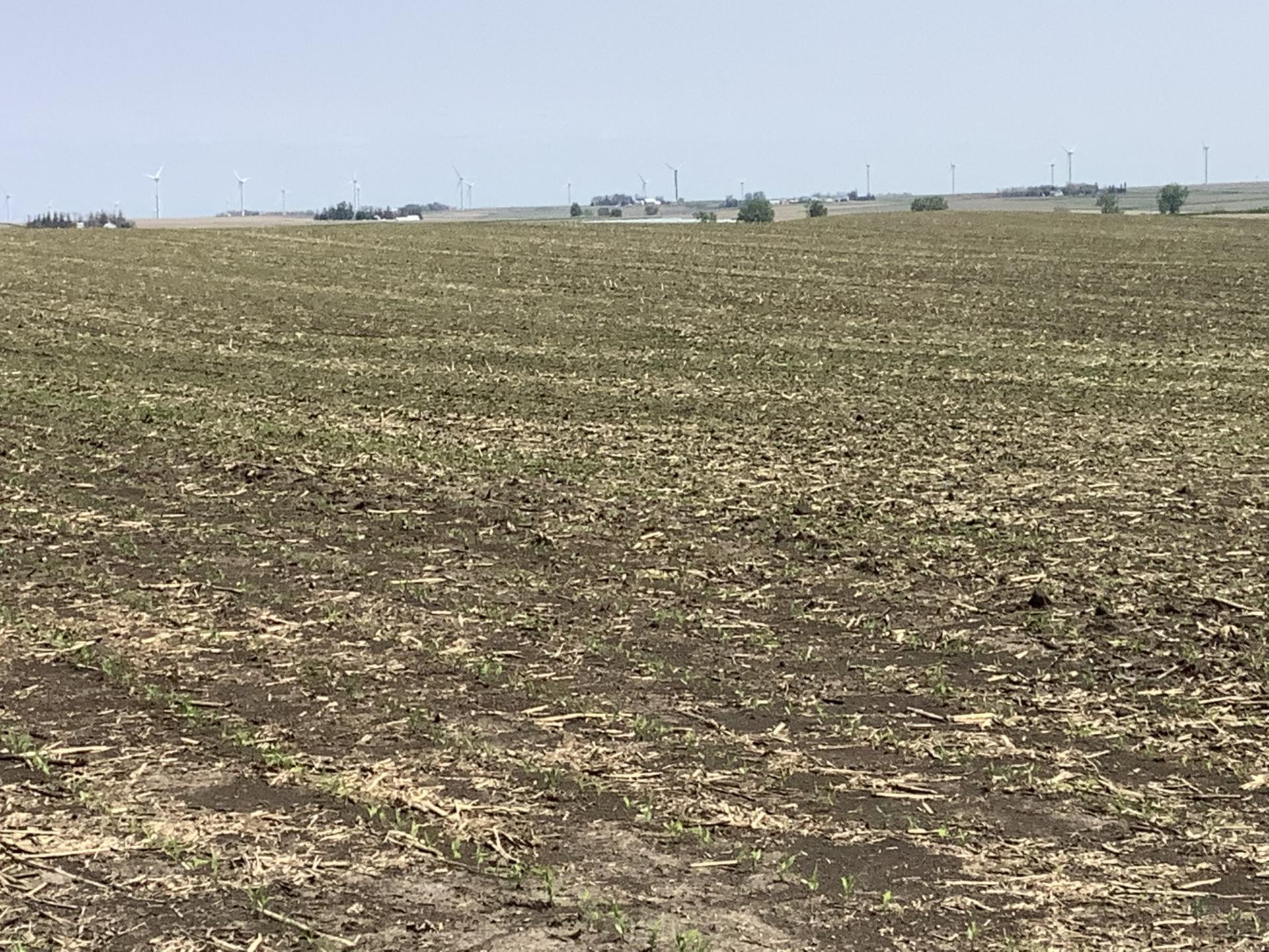 120 Acres m/l Sac County Eureka Township Midwest Land Management