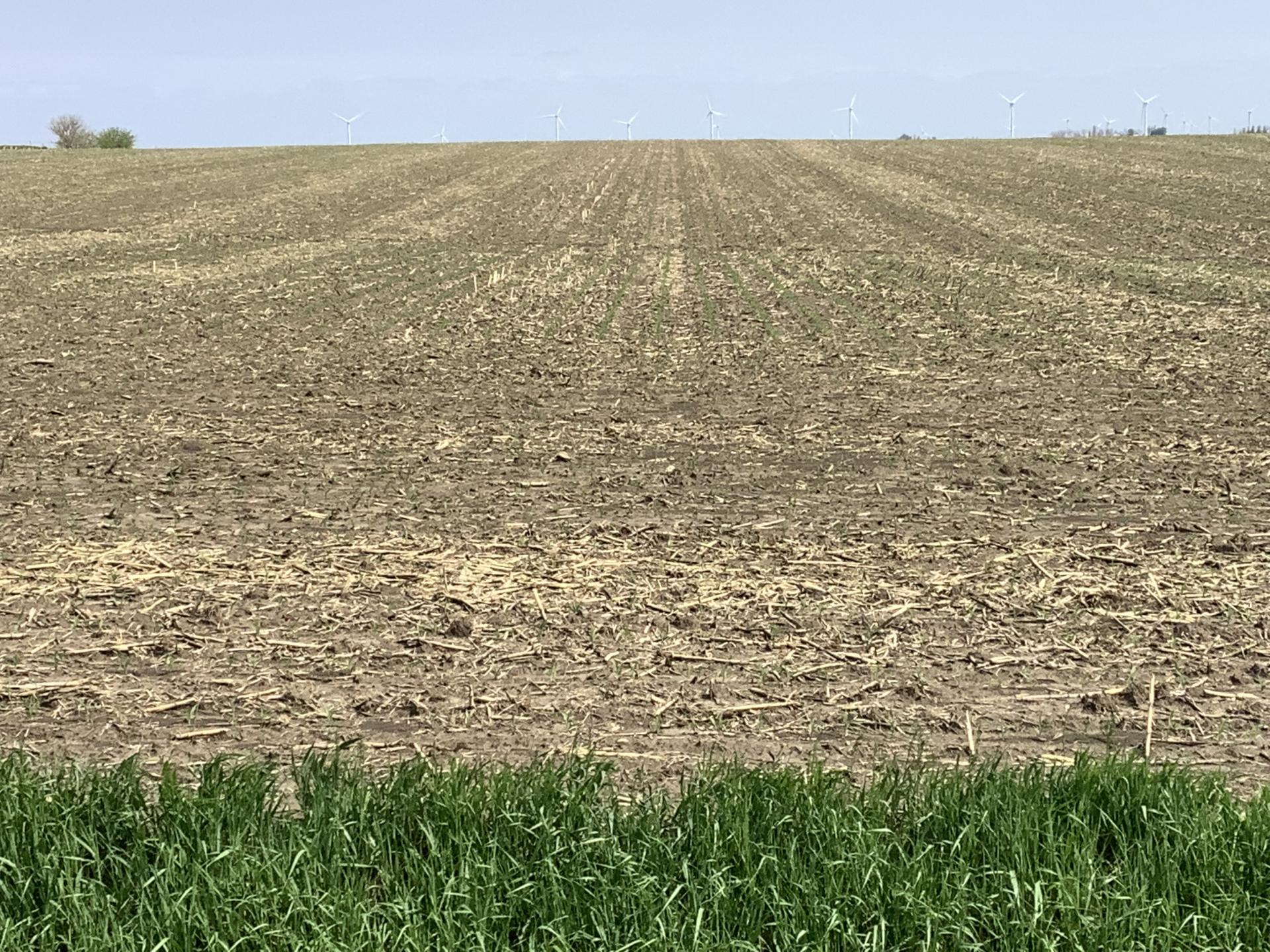 120 Acres m/l Sac County Eureka Township Midwest Land Management