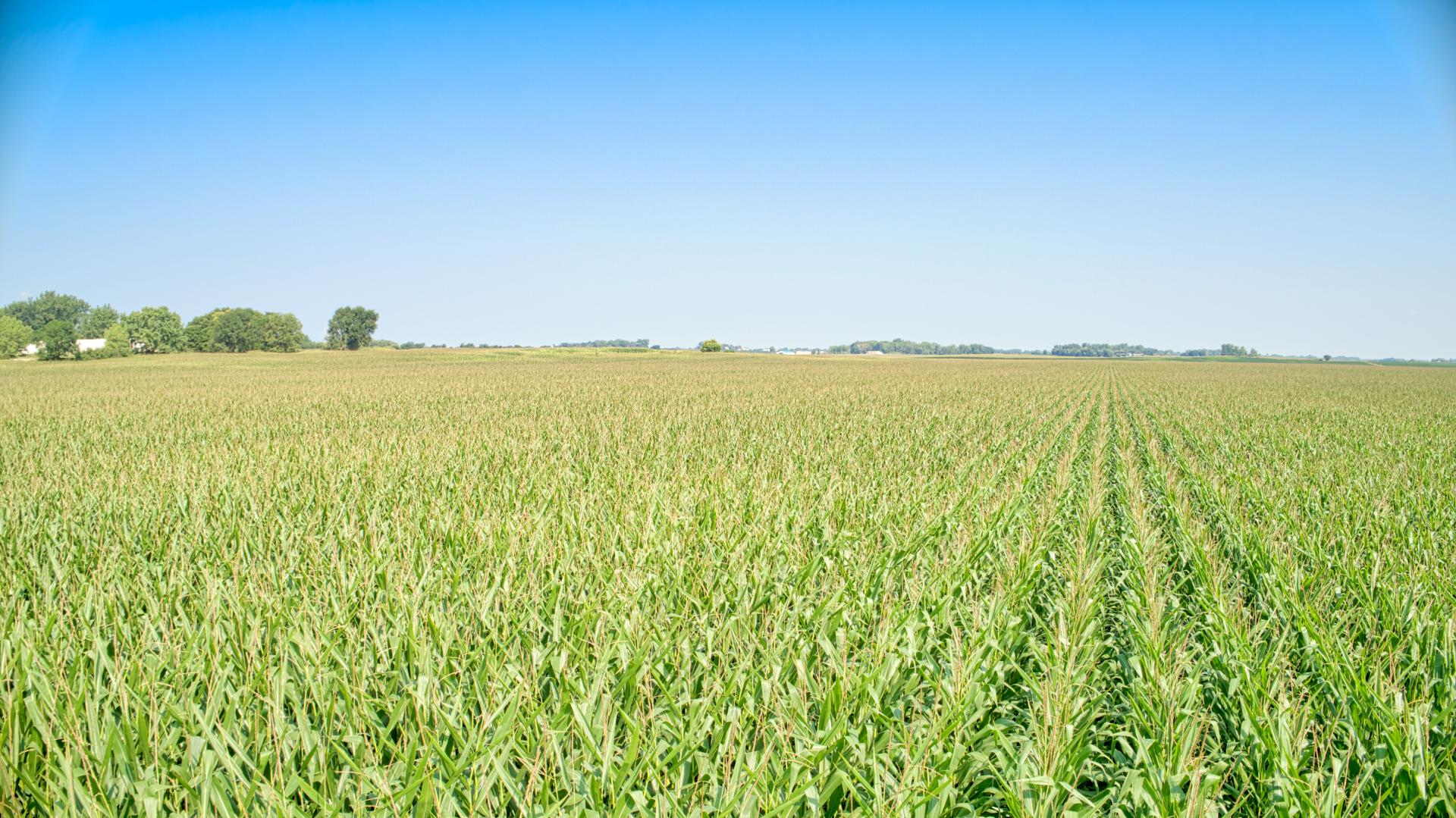 58 Acres m/l Dickinson County Spirit Lake Township Midwest Land