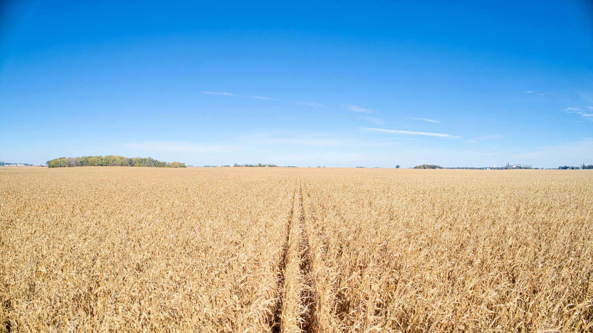 174 Acres m/l 2 Tracts Buena Vista County Fairfield & Newell