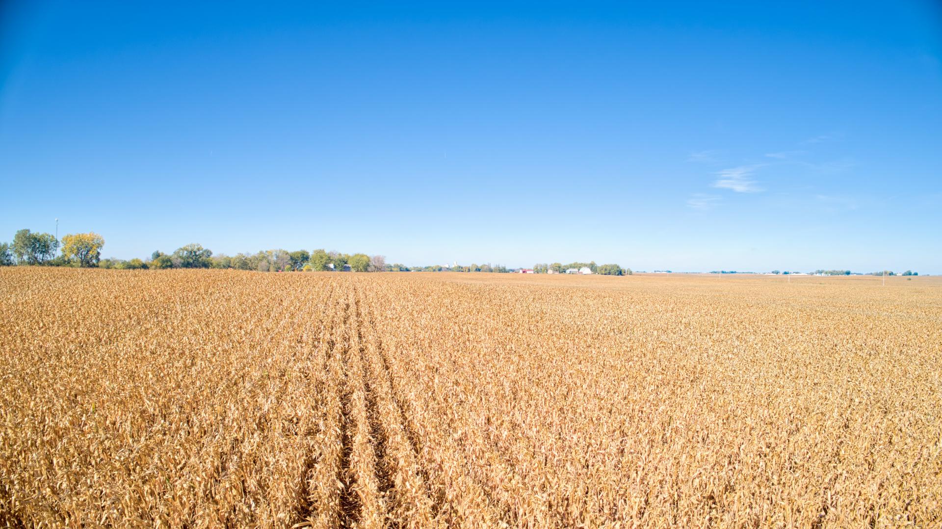 174 Acres m/l 2 Tracts Buena Vista County Fairfield & Newell