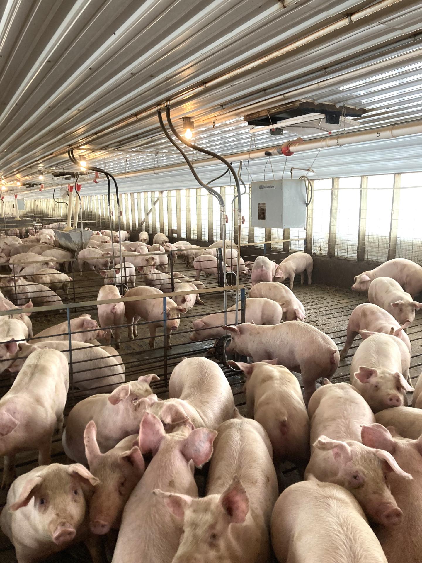 2400 Head Finishing Site Lyon County Midland Township Midwest Land Management & Real Estate