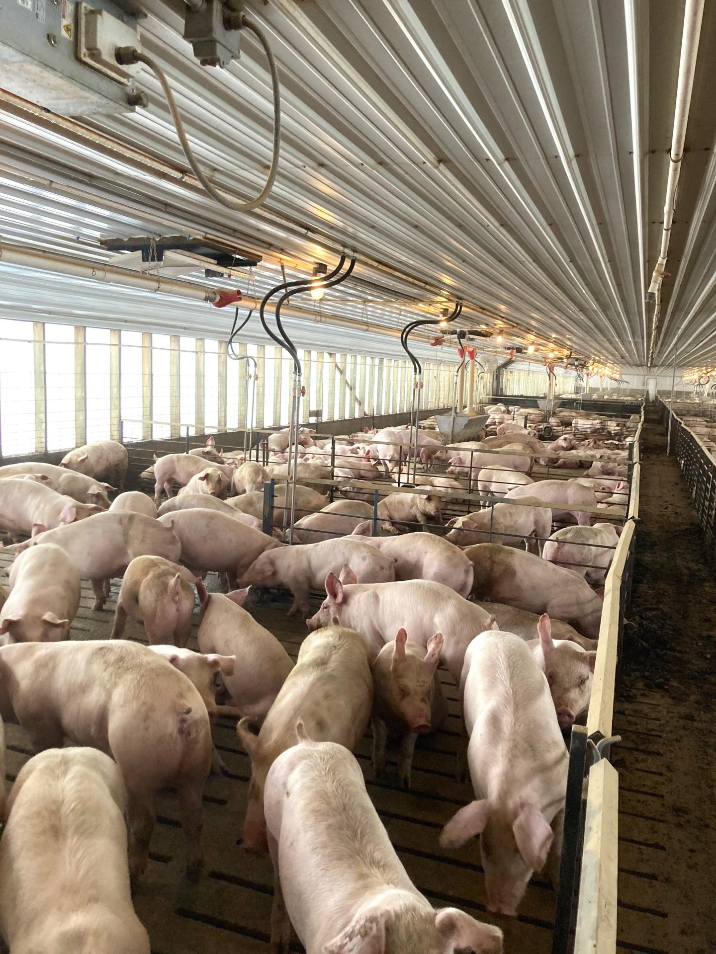 2400 Head Finishing Site Lyon County Midland Township Midwest Land