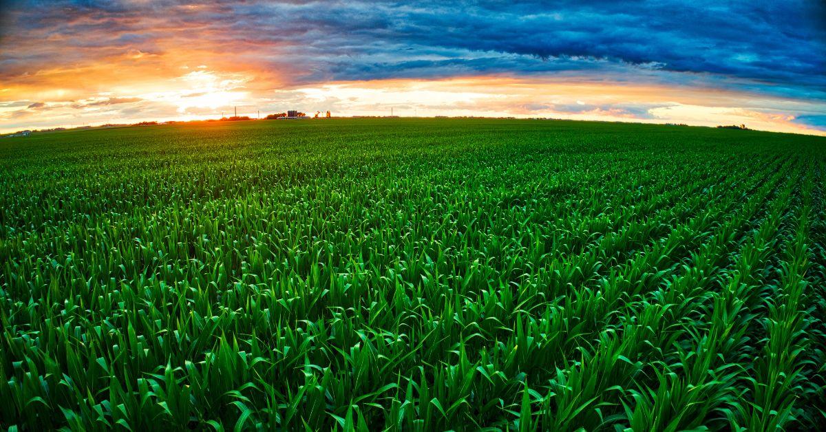 9 Sustainable Farmland Tips: Boost Soil, Save Water