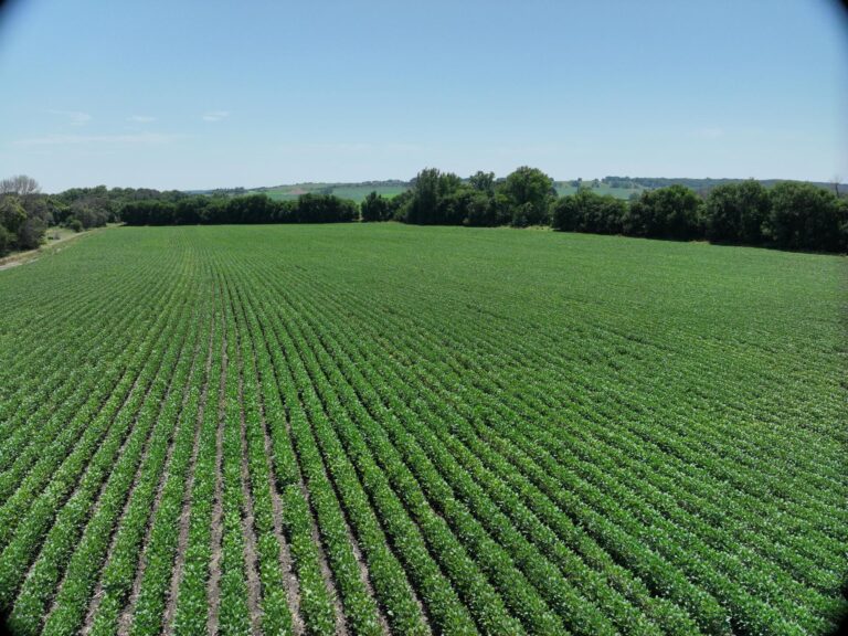 114 Acres ml Clay County - 1