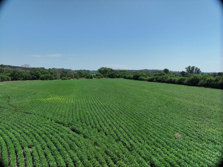114 Acres ml Clay County - 2