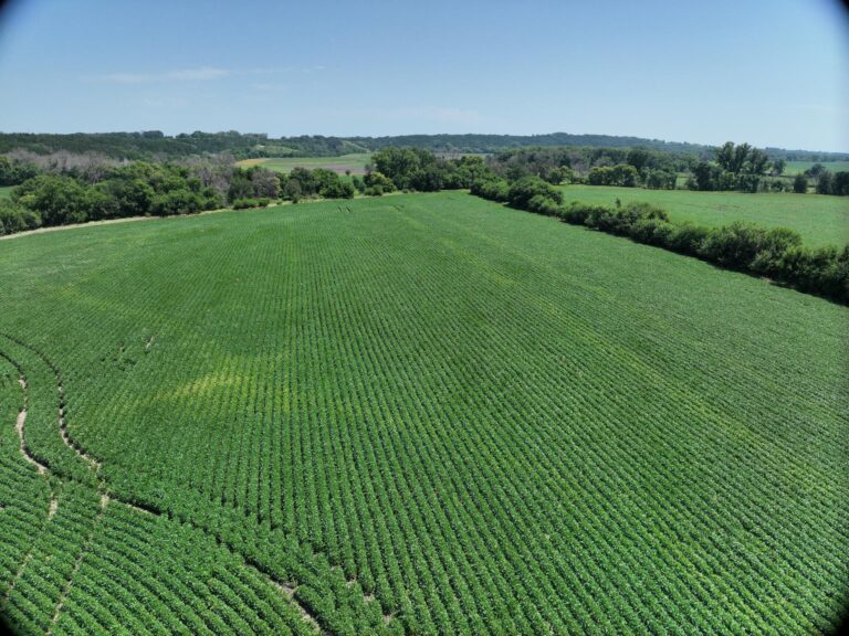 114 Acres ml Clay County - 3