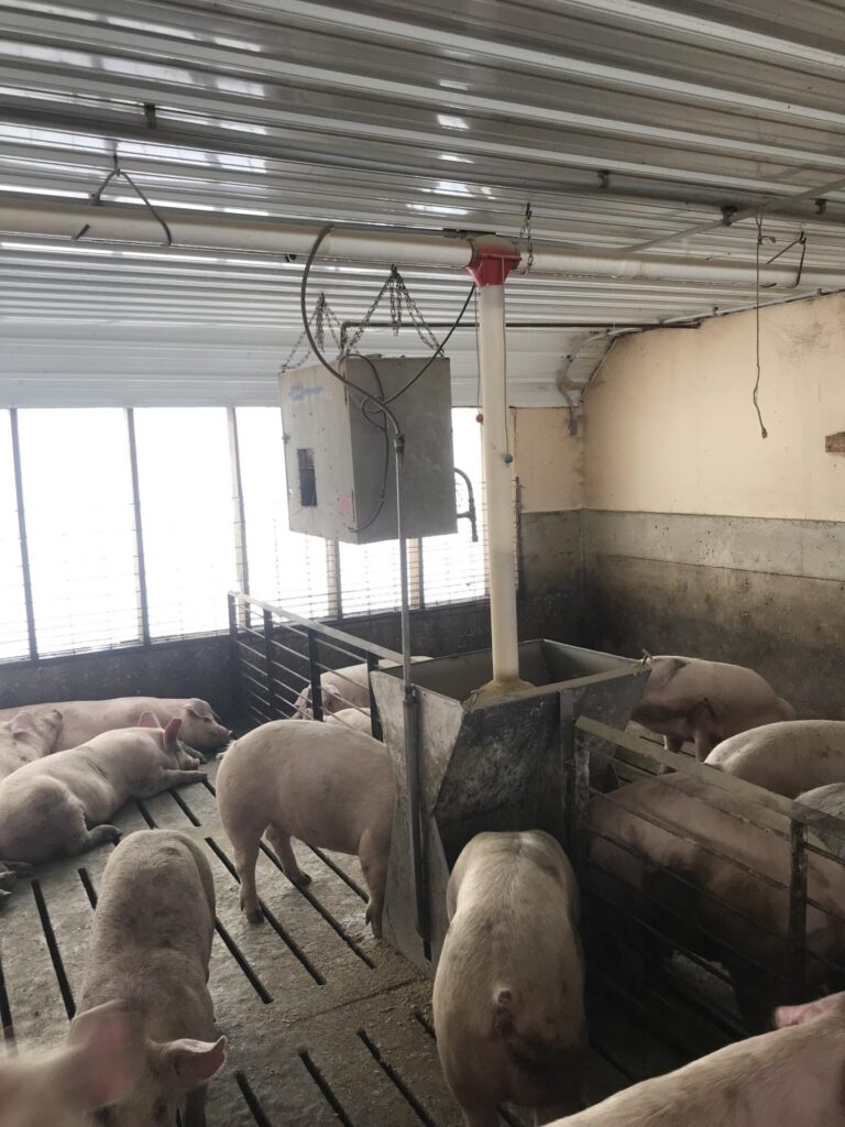 1,200 Head Sow Unit & 2,000 Head Finishing Site-Swine Facility-1677532997