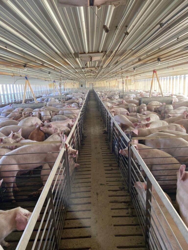 1,320 Head Finishing Site-Swine Facility-1682443122