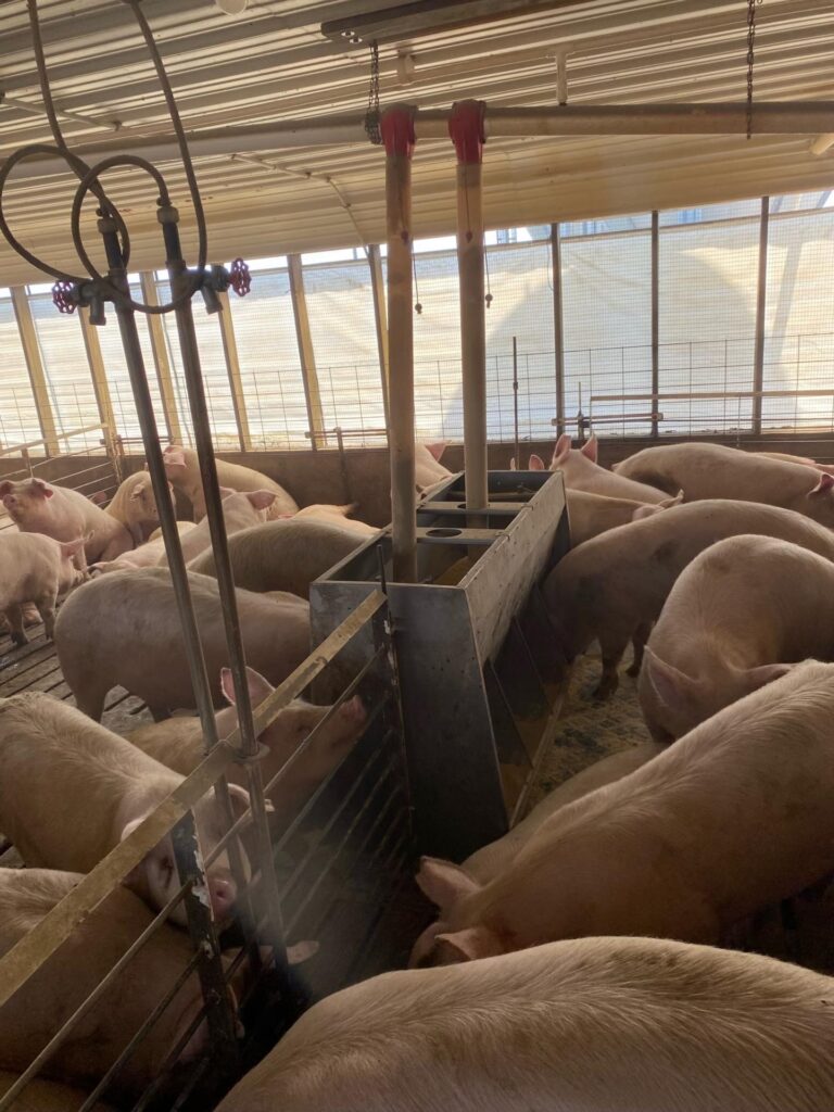1,320 Head Finishing Site-Swine Facility-1682443136