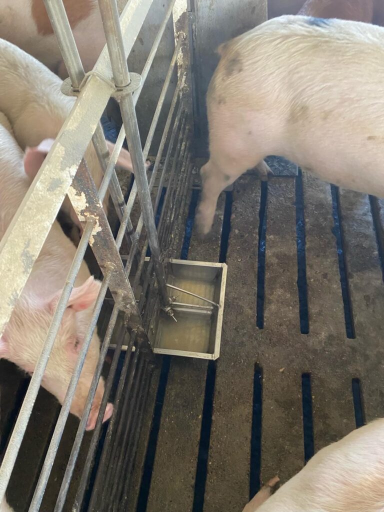 1,320 Head Finishing Site-Swine Facility-1682443151