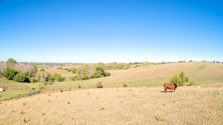 140.91 Acres - Pasture, CRP, Cropland & Outbuildings Clay County - 6