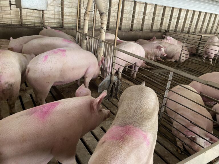 2- 2080 Head Hog Facilities-1-1606863249