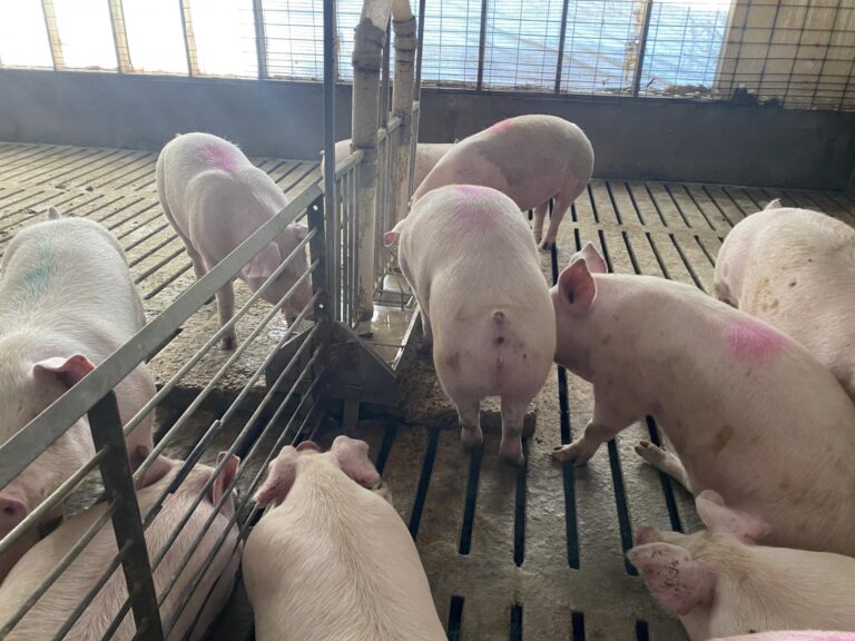 2- 2080 Head Hog Facilities-1-1606863271