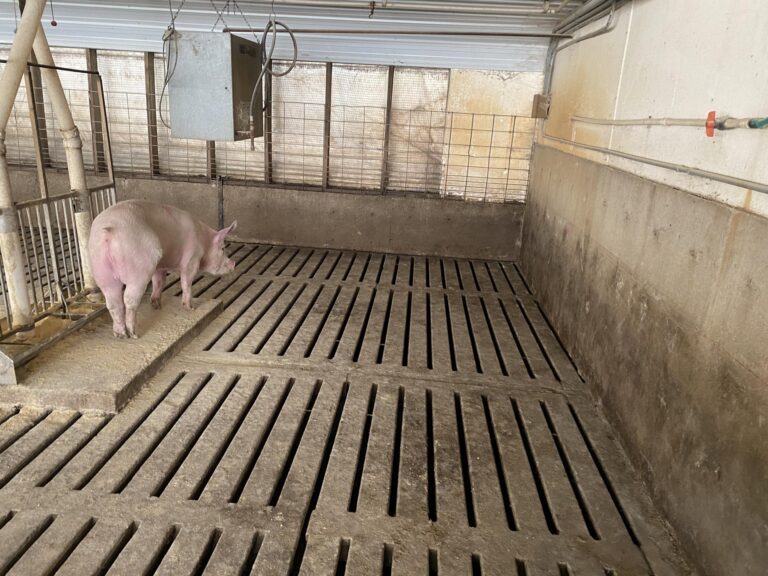 2- 2080 Head Hog Facilities-1-1606863445