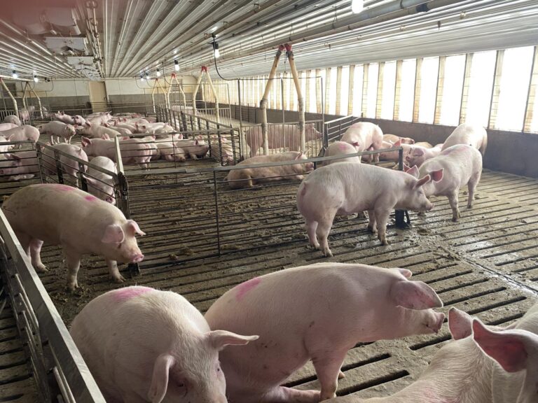 2- 2080 Head Hog Facilities-2-1606863292