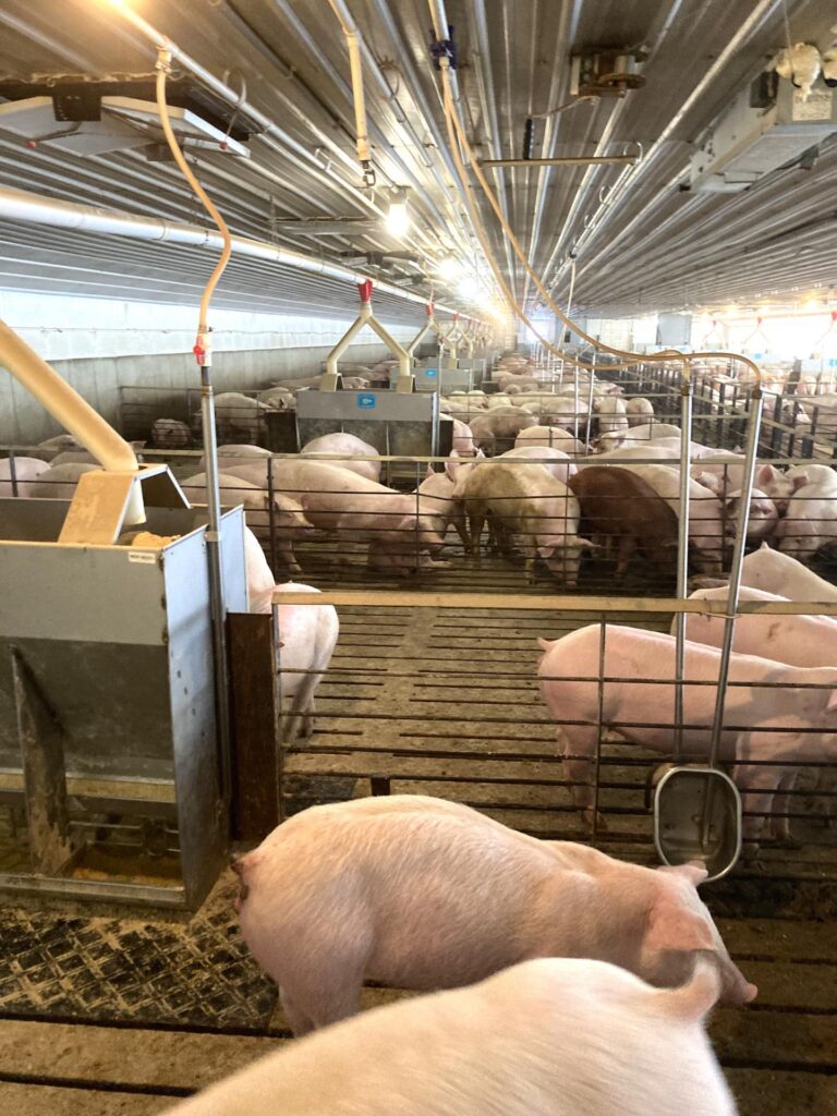 2000 Head Finishing Site-Swine Facility-1707172945