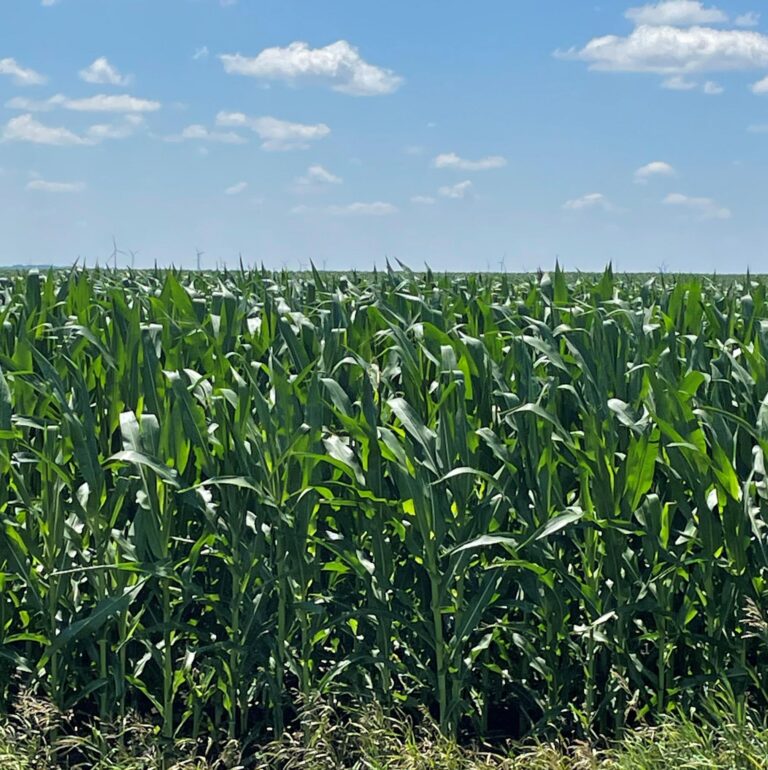 223.35 Acres Selling in 3 Tracts-1-1657741278