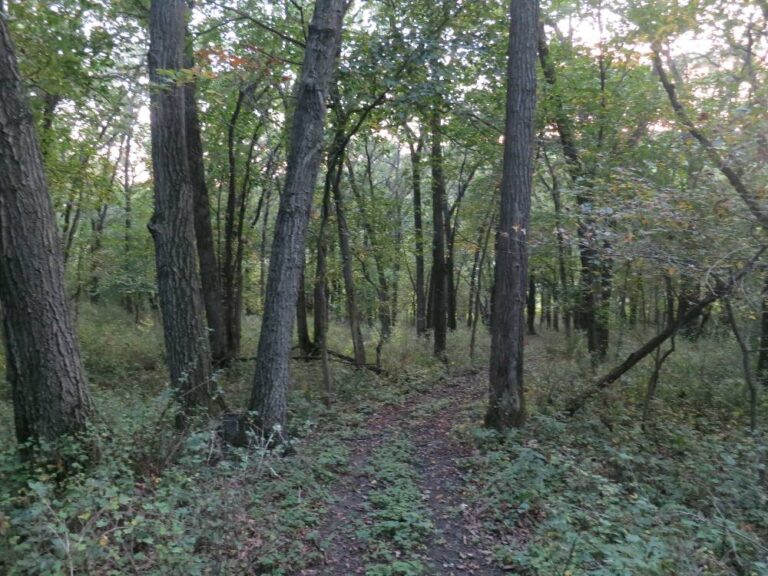 24.9 Acres-Landscape 2-2971