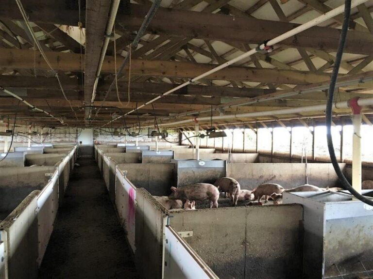 3,300 Head Wean to Finish Hog Site & Equipment-1-1610645693
