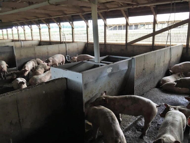 3,300 Head Wean to Finish Hog Site & Equipment-1-1610645707
