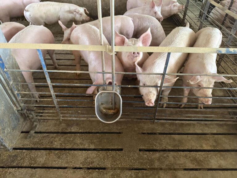 3840 Head Swine Facility-10