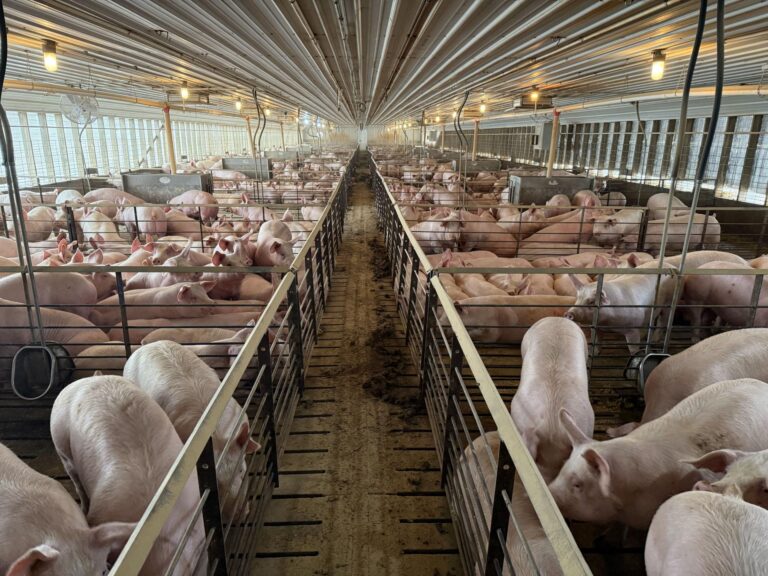 3840 Head Swine Facility-8