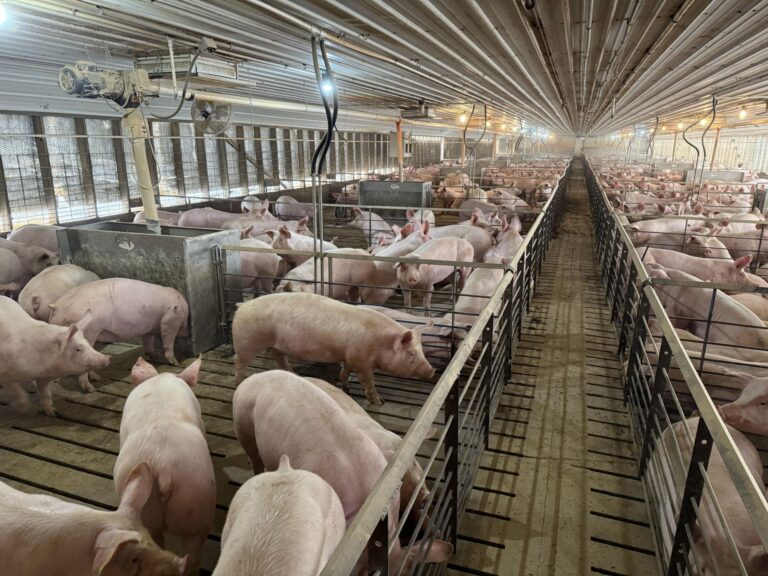 3840 Head Swine Facility-9