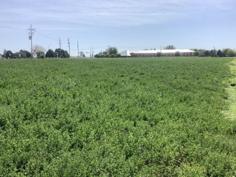 8.2 Acres with Development Potential Buena Vista County - 10